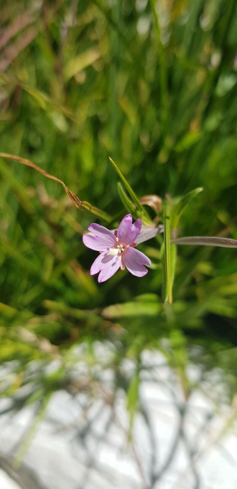 Epilobium palustre