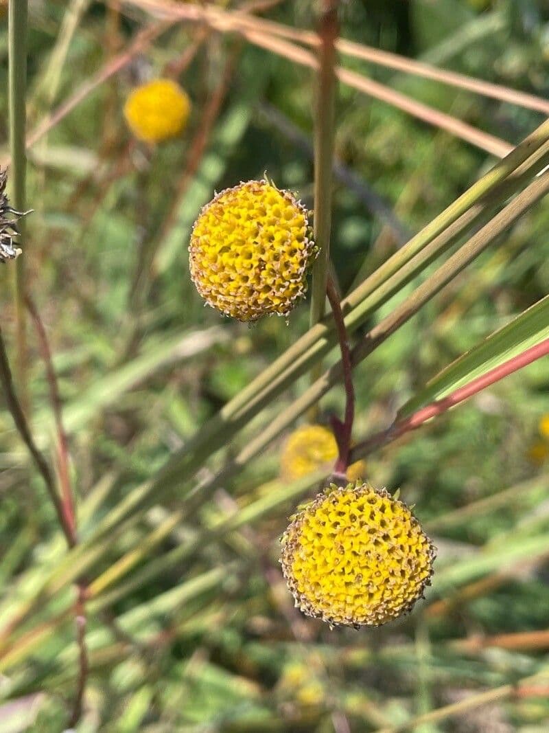 Helenium puberulum