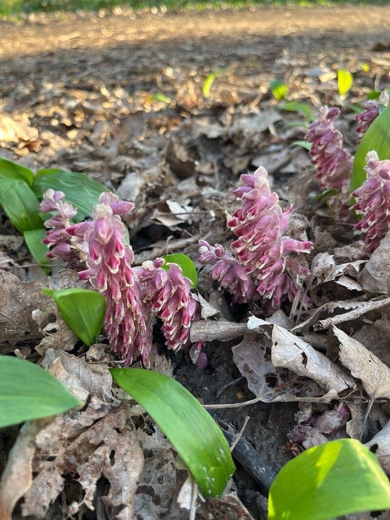 Lathraea squamaria