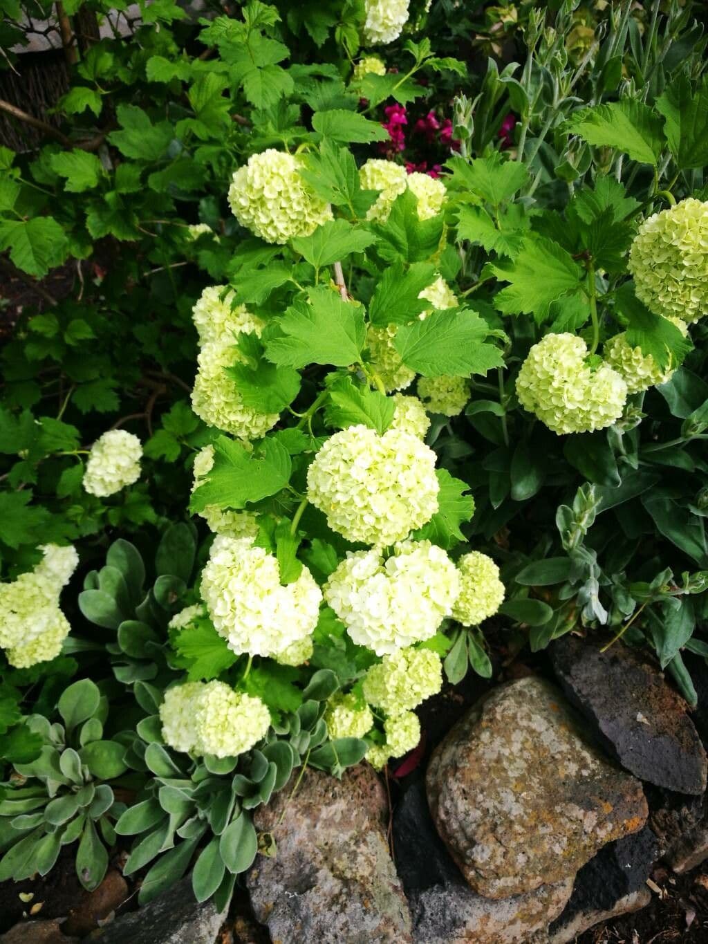 Viburnum macrocephalum