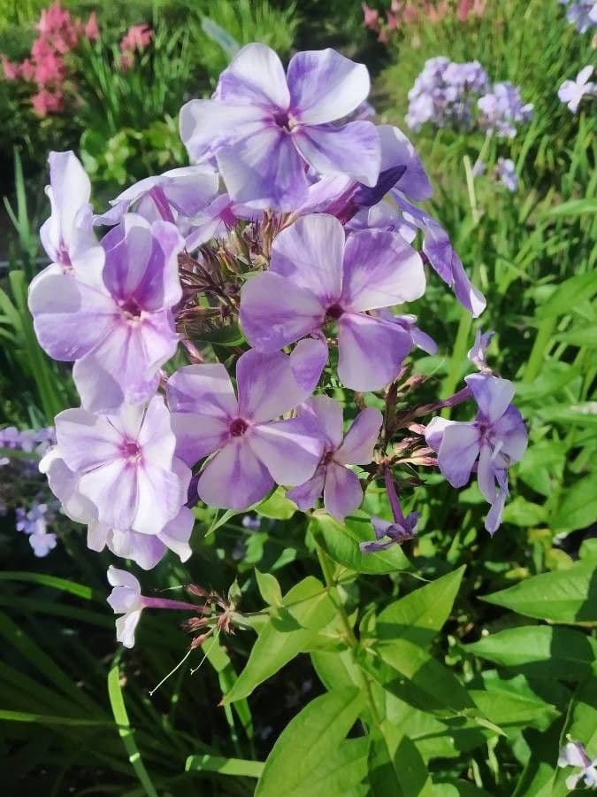 Phlox maculata