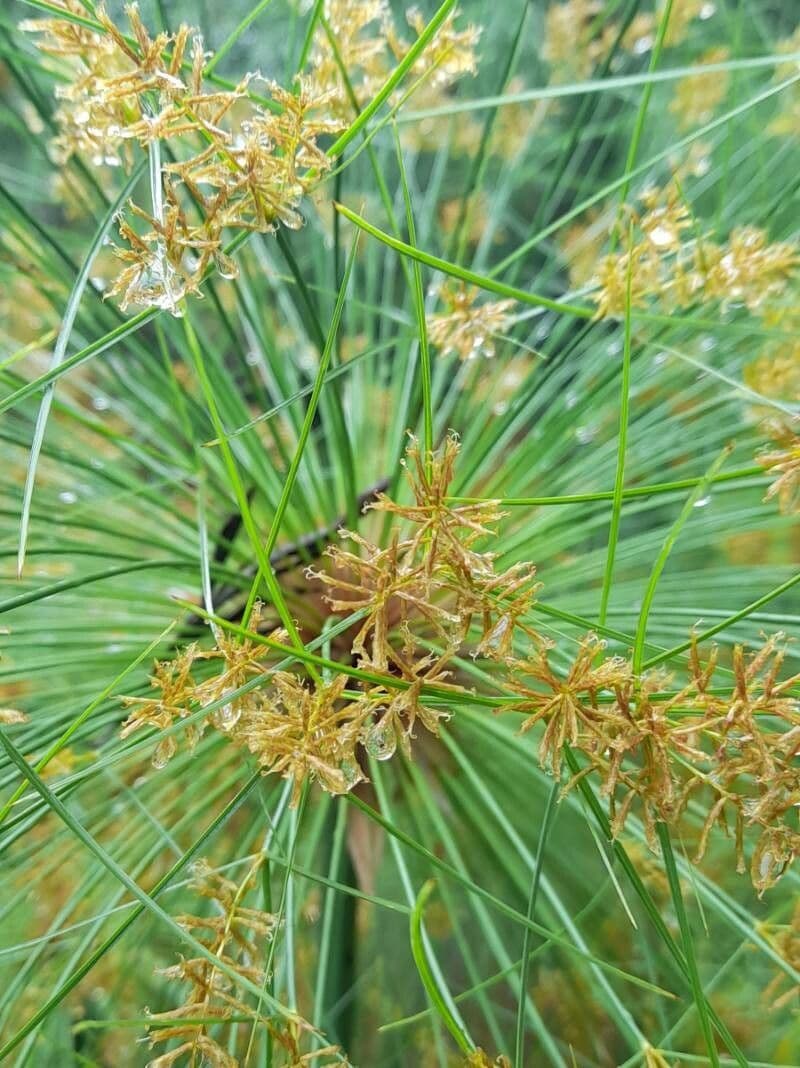 Cyperus papyrus