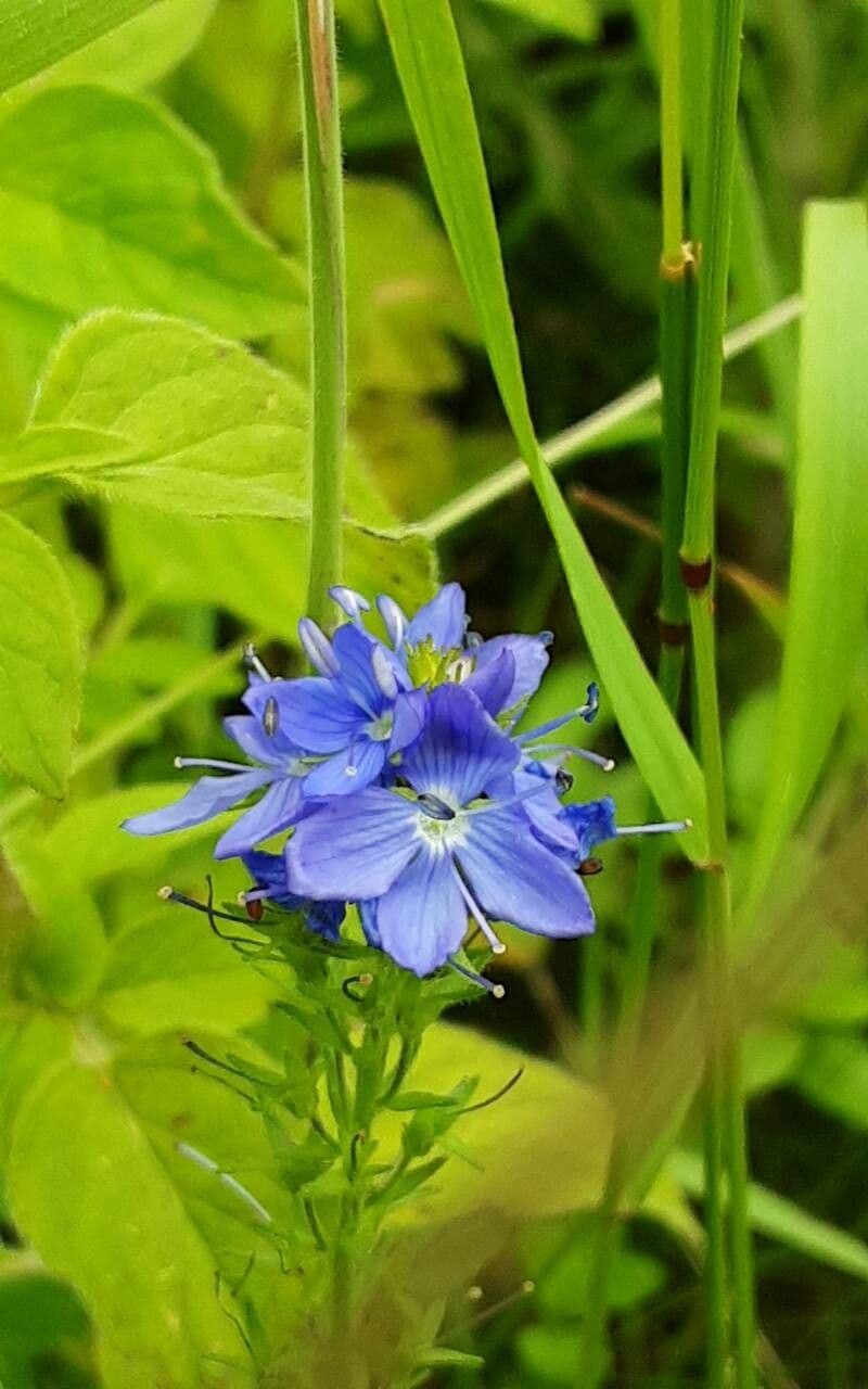 Veronica teucrium