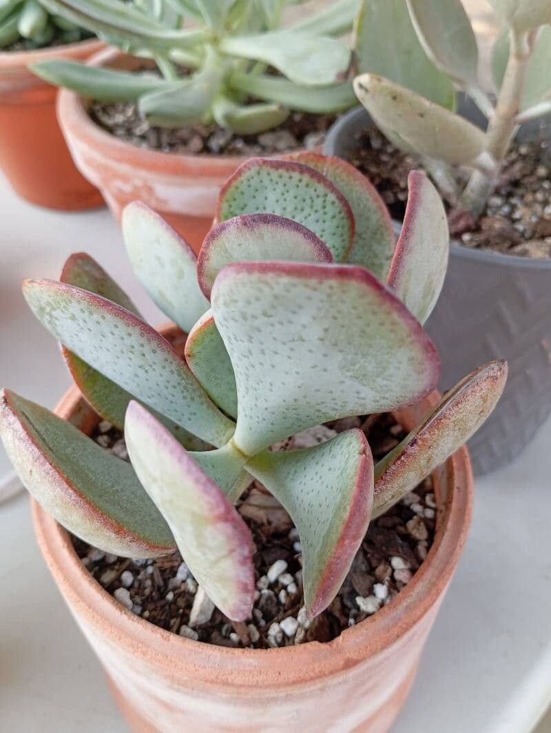 Kalanchoe rhombopilosa