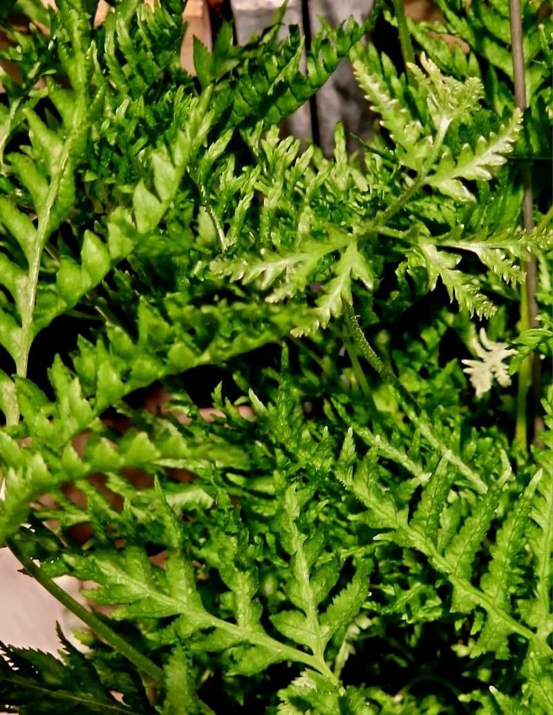 Pteris dentata