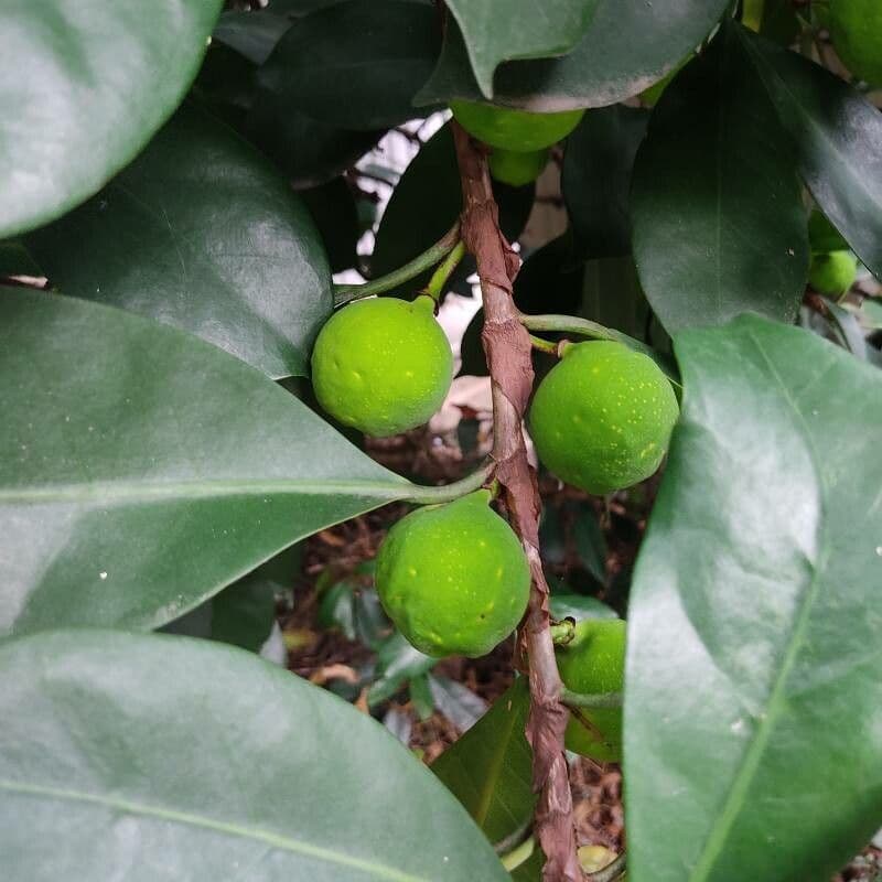 Ficus cyathistipula