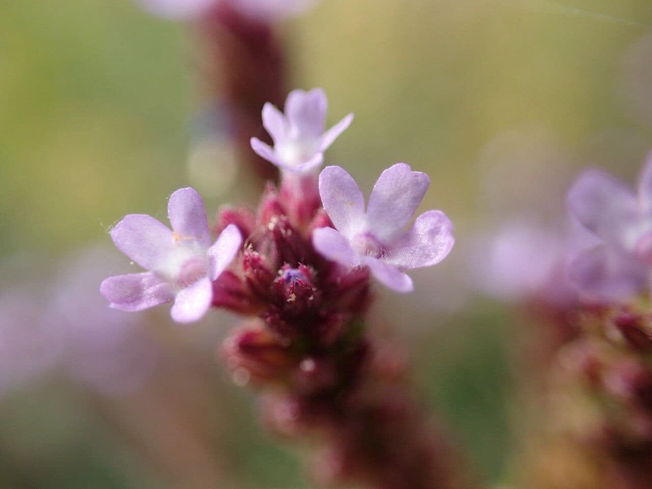 Verbena brasiliensis