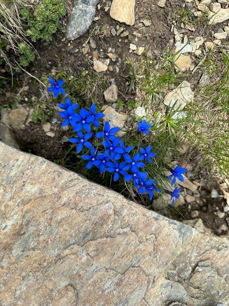 Gentiana brachyphylla