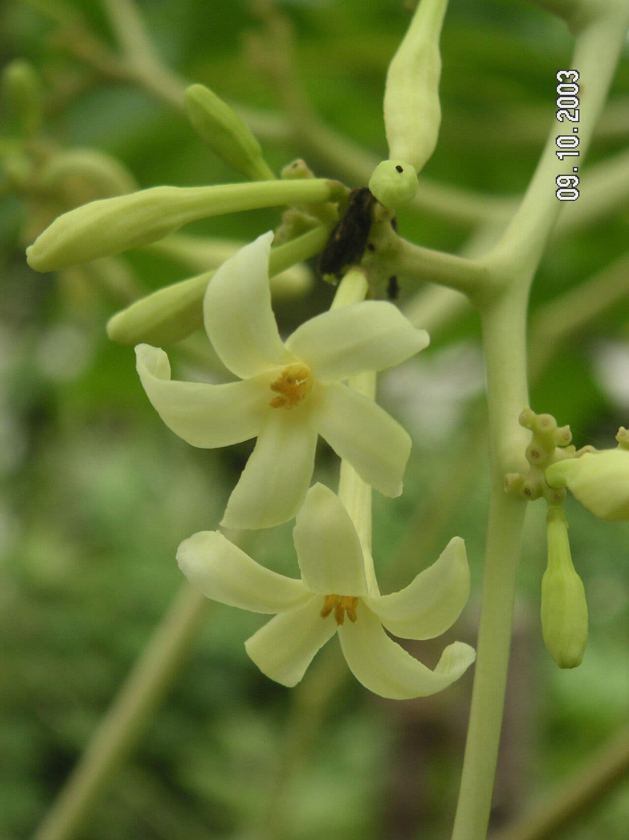 Carica papaya