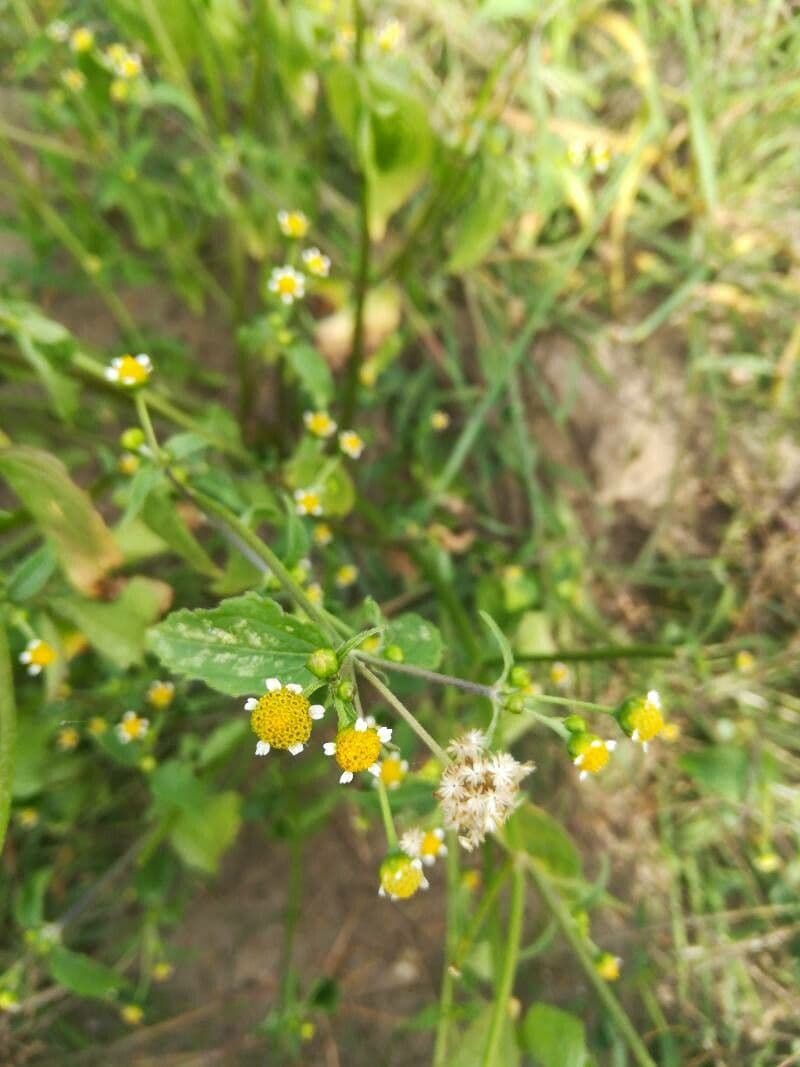 Galinsoga parviflora