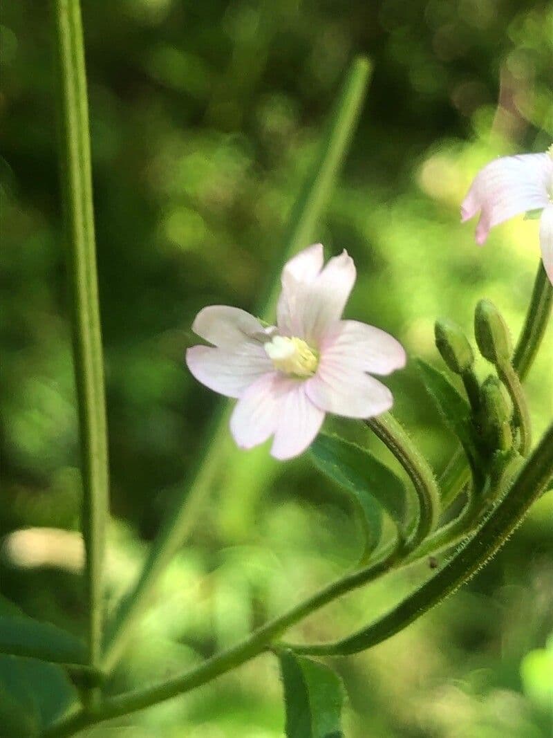 Epilobium alsinifolium