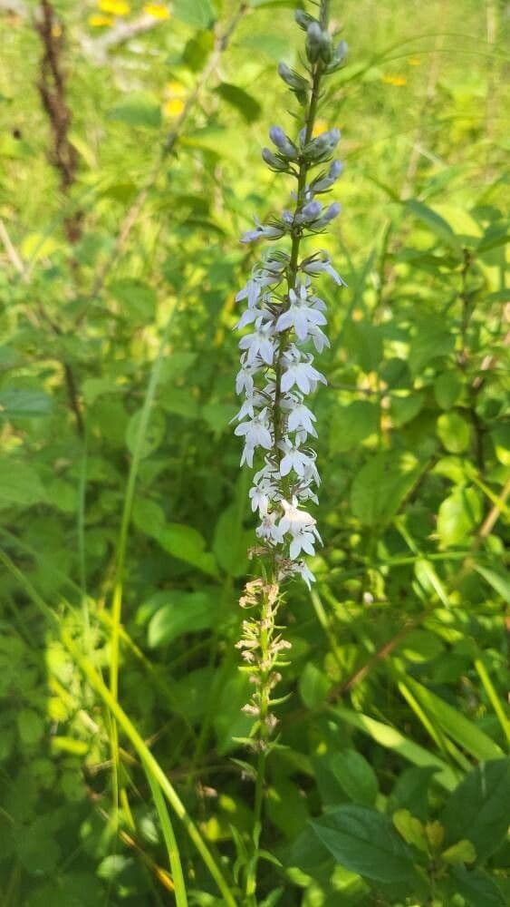 Lobelia spicata