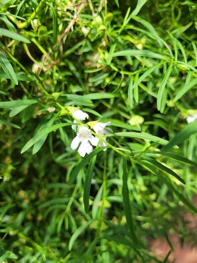 Westringia longifolia