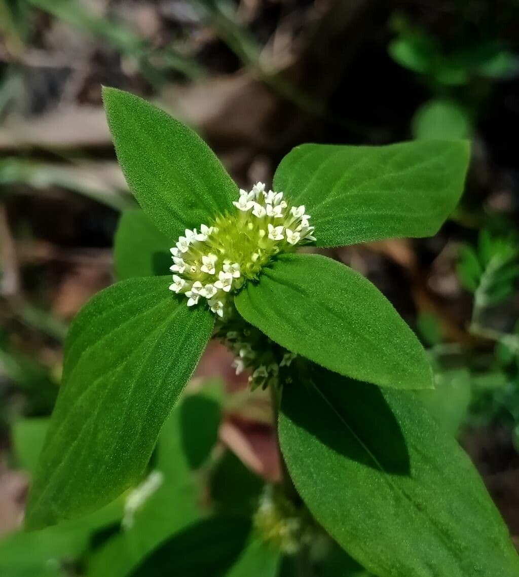 Mitracarpus hirtus