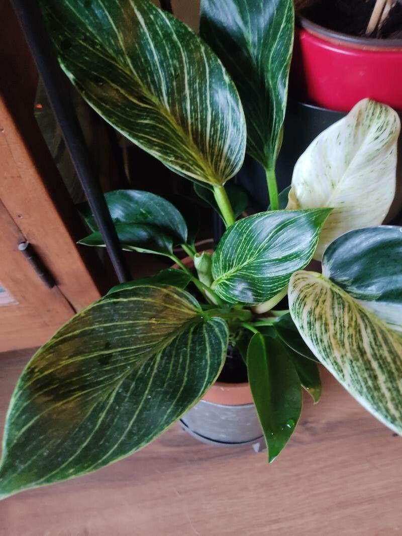 Dieffenbachia oerstedii