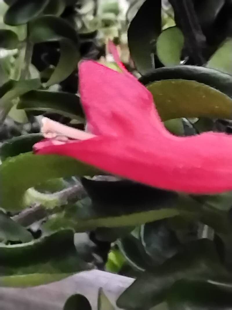 Aeschynanthus longicaulis