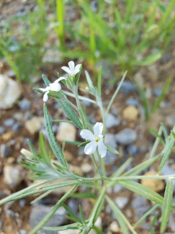 Euploca tenella