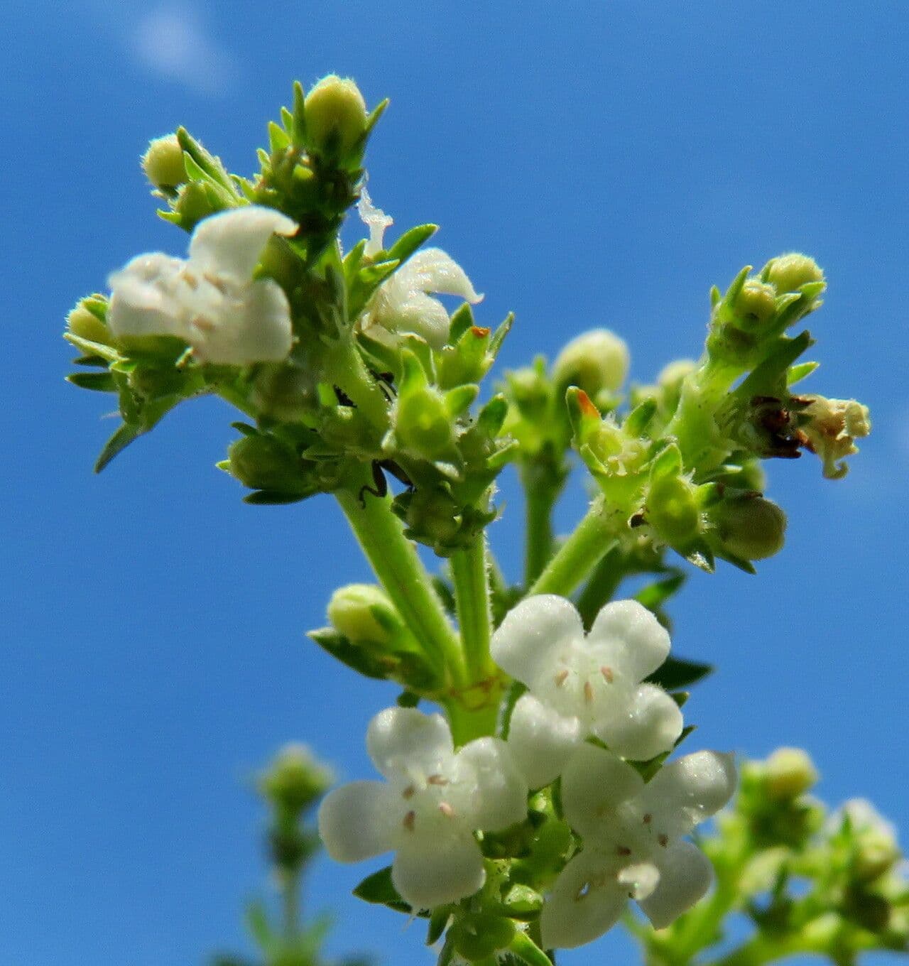 Scoparia dulcis