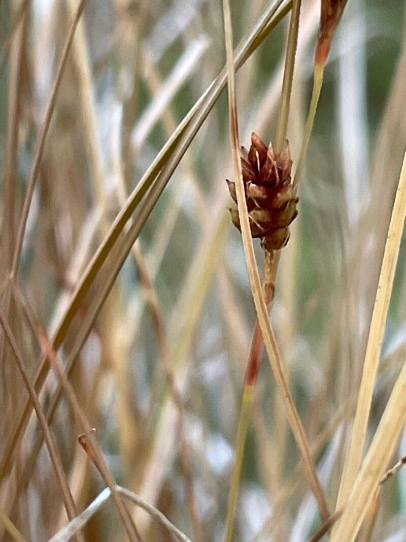 Carex comans