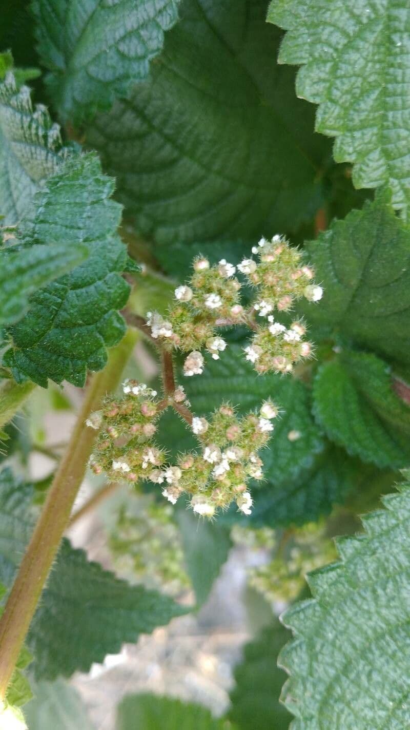 Laportea aestuans