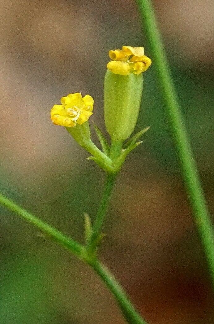 Bupleurum praealtum
