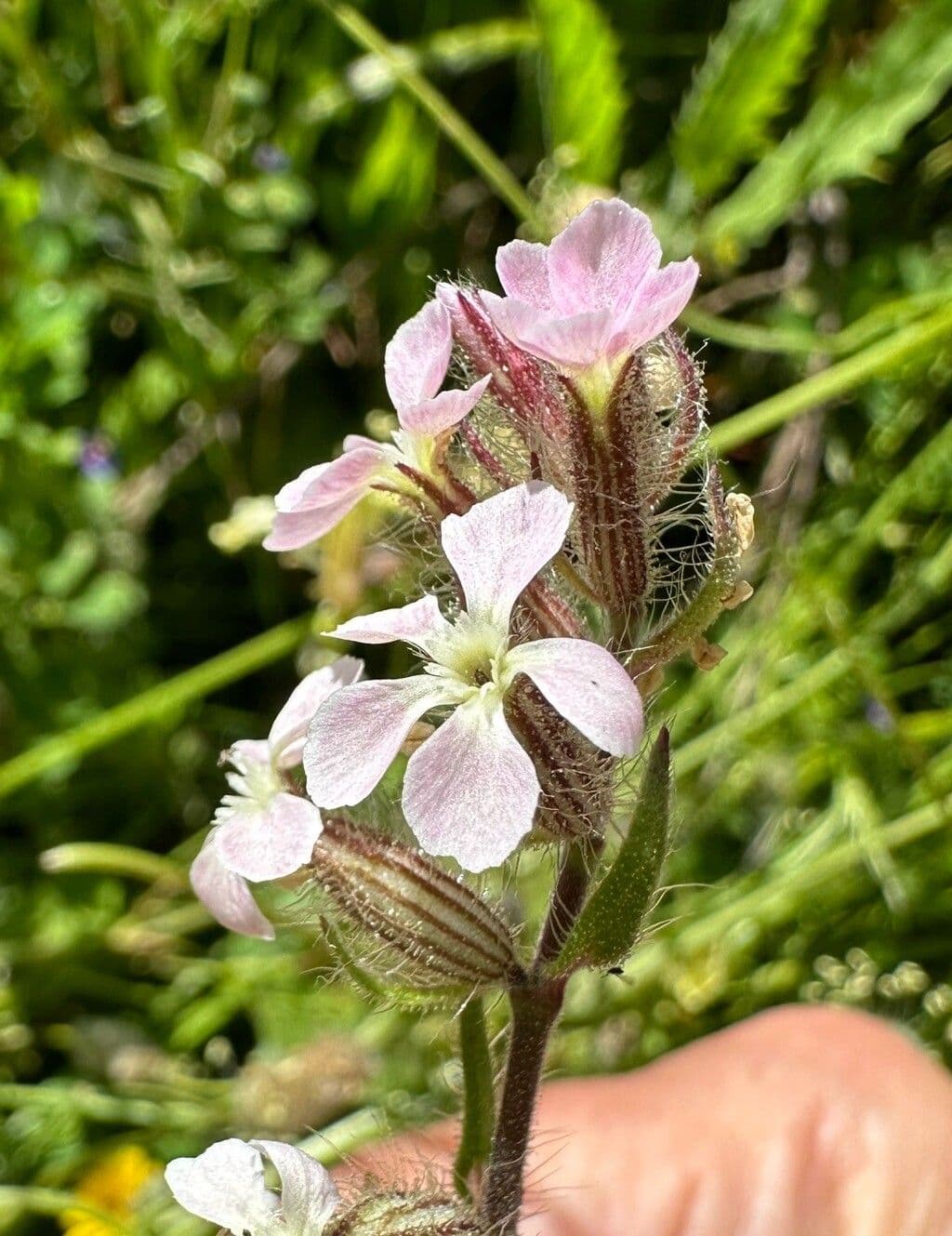 Silene gallica
