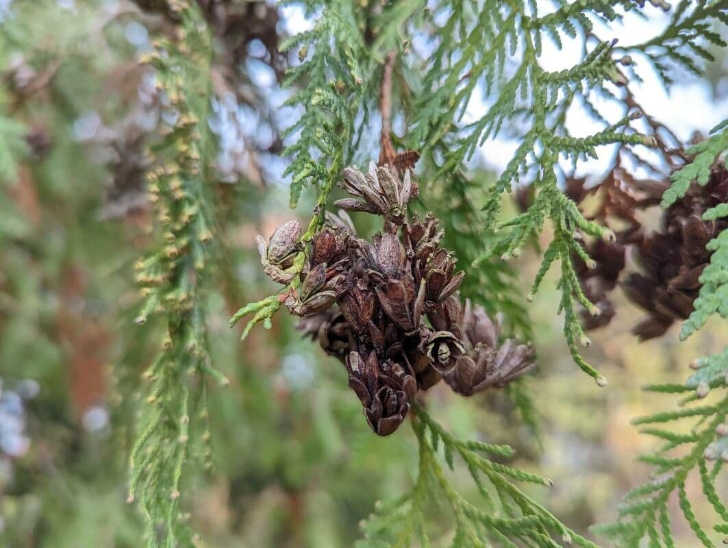 Thuja plicata