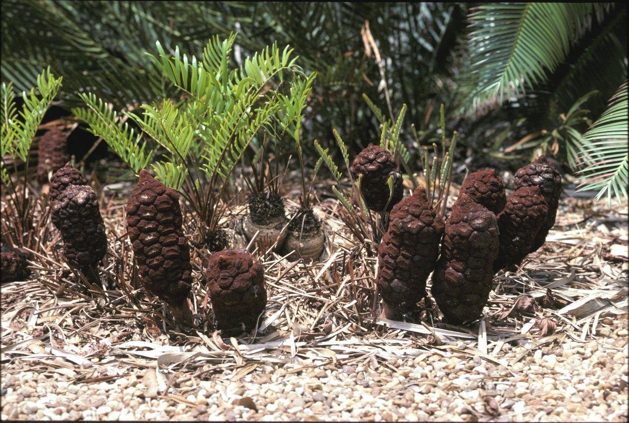 Zamia pumila