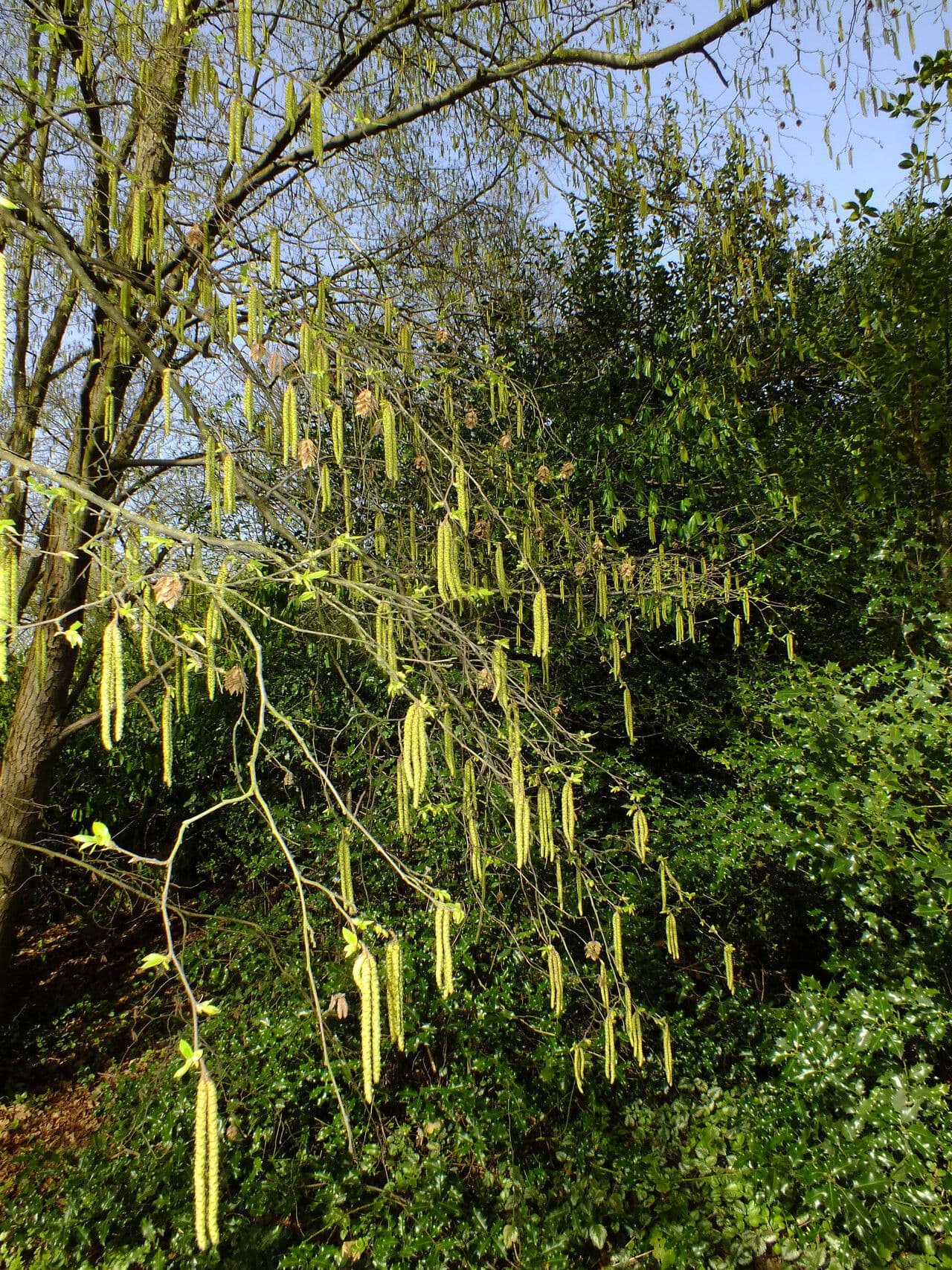 Ostrya carpinifolia