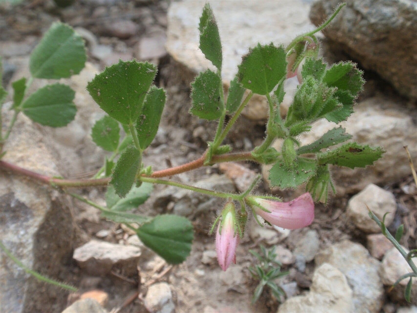 Ononis rotundifolia