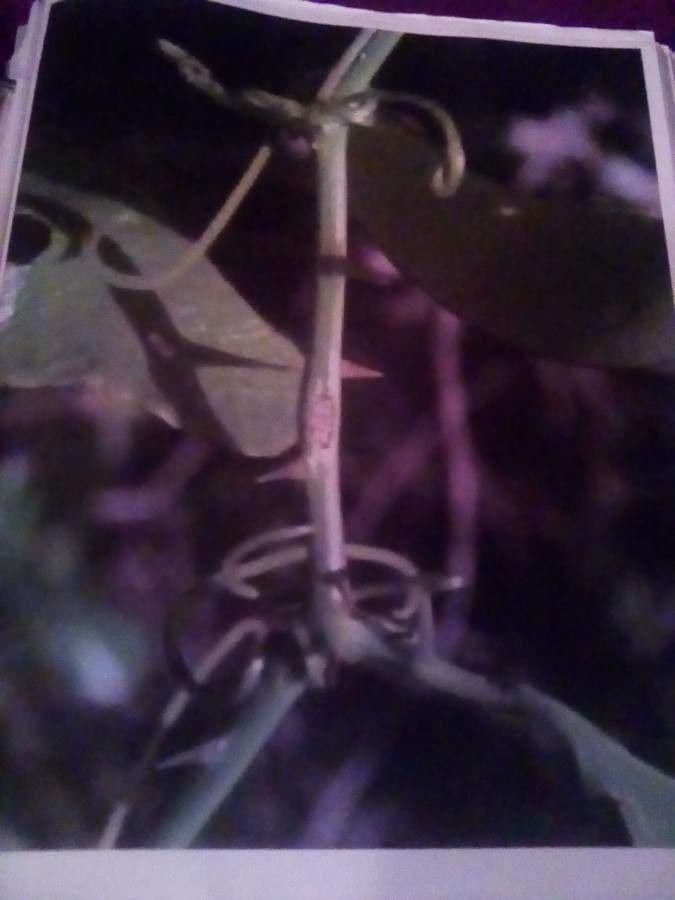Smilax glauca