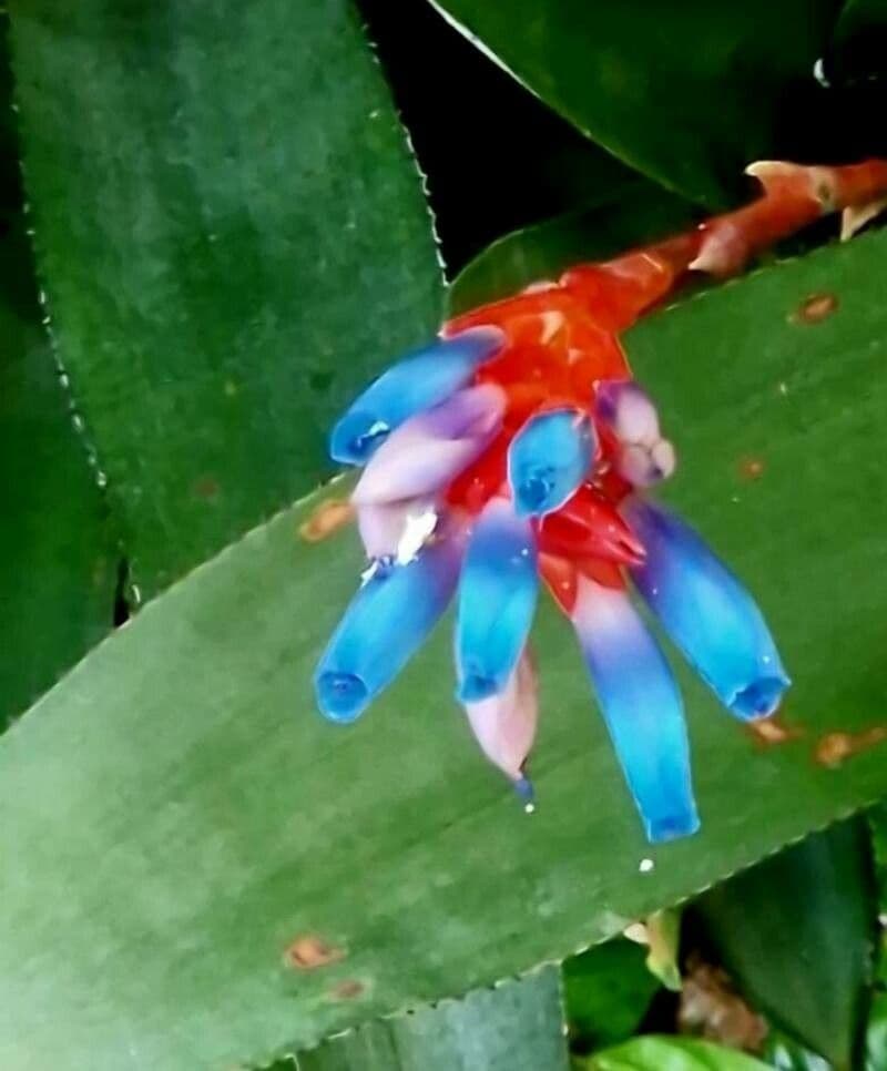 Aechmea fendleri