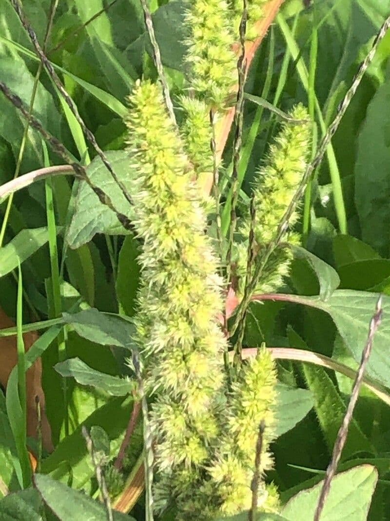 Amaranthus retroflexus