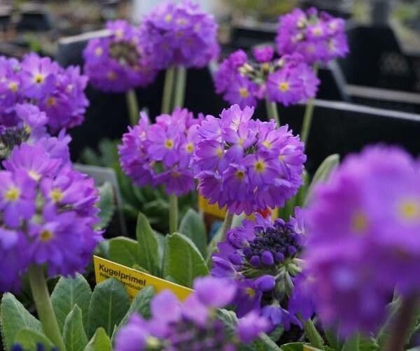 Primula denticulata