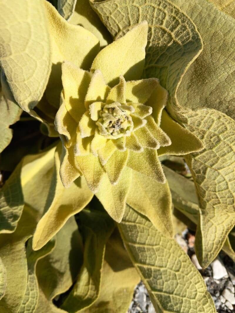 Verbascum nevadense