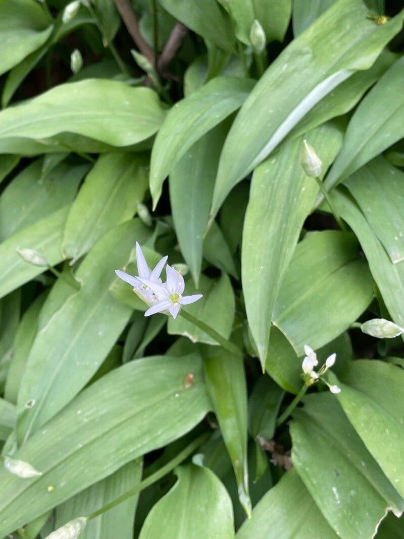 Allium ursinum