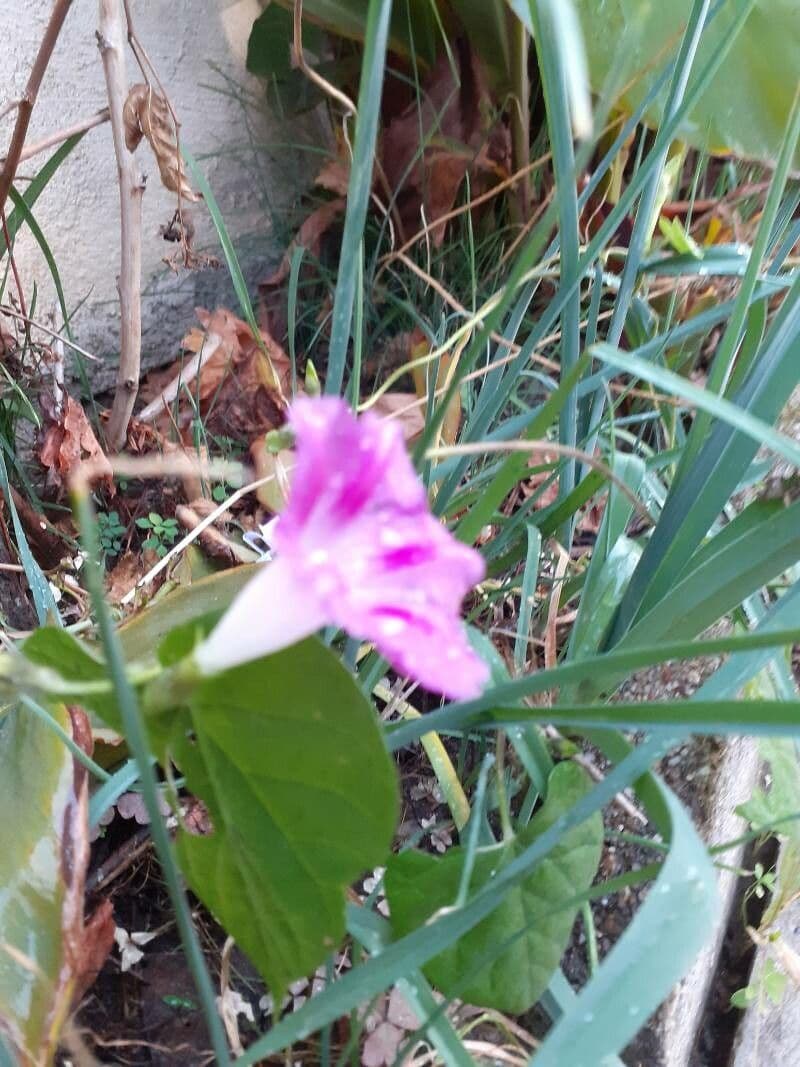 Ipomoea asarifolia