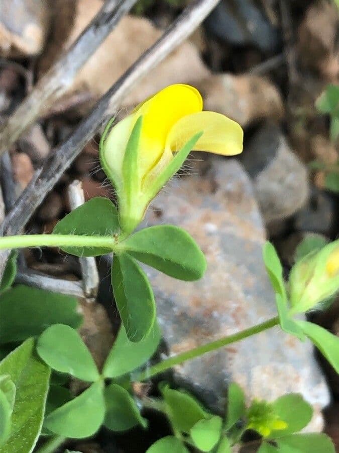 Lotus edulis