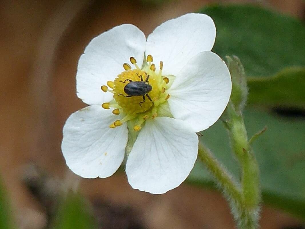 Fragaria viridis