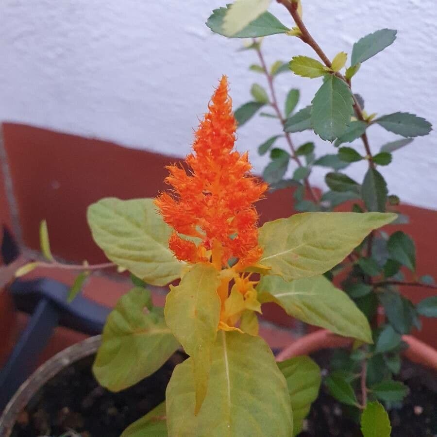 Celosia argentea