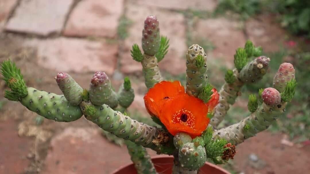 Tephrocactus verschaffeltii