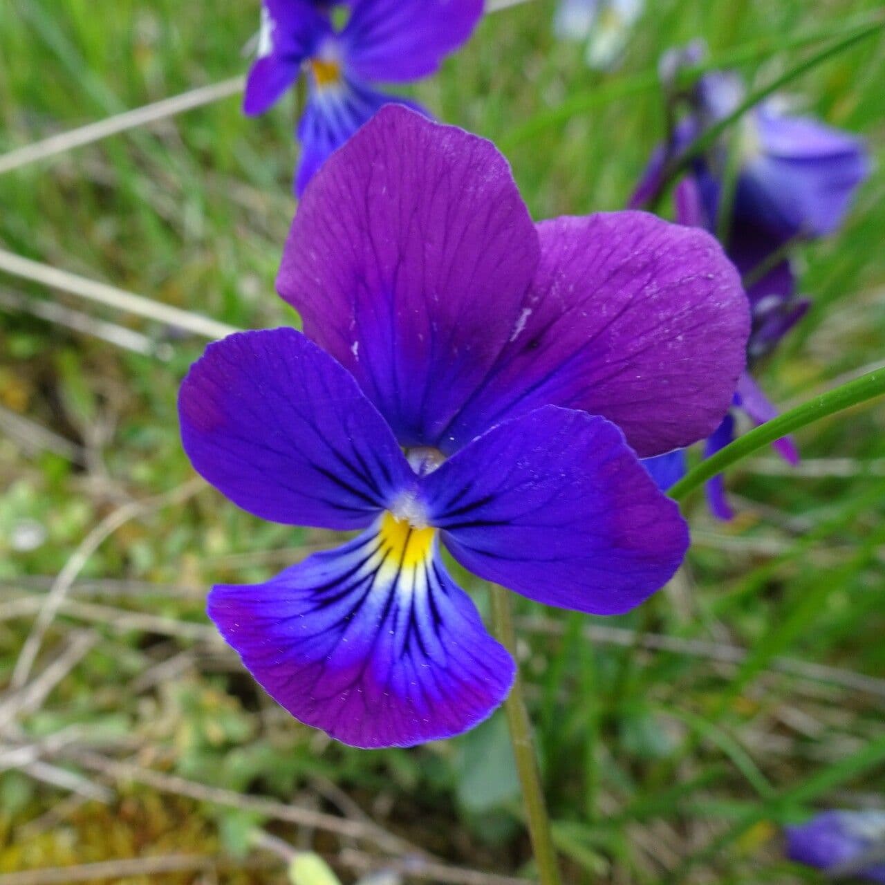 Viola lutea