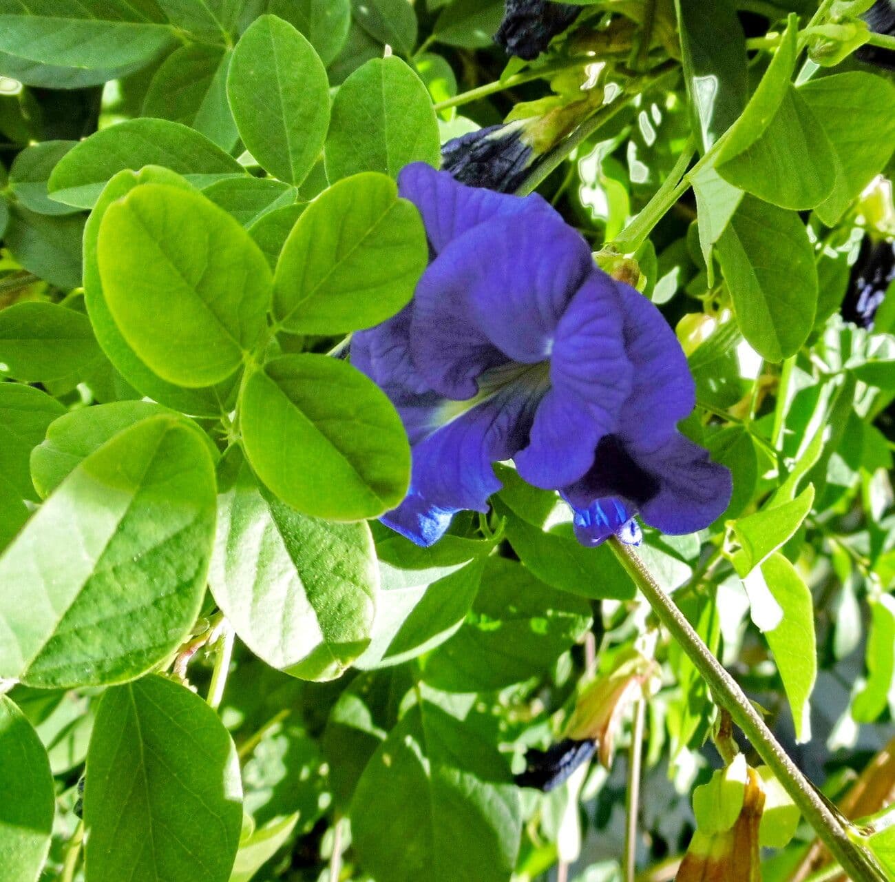 Clitoria ternatea