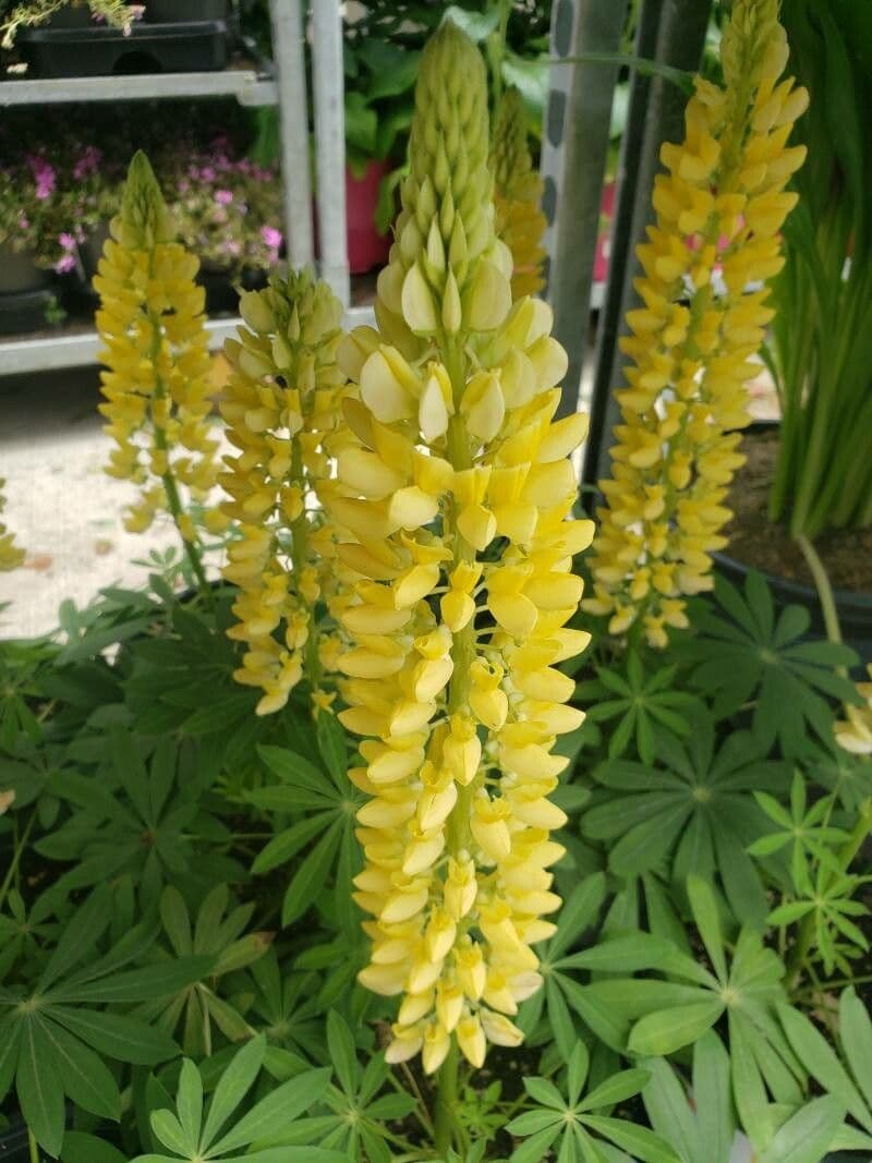 Lupinus arboreus
