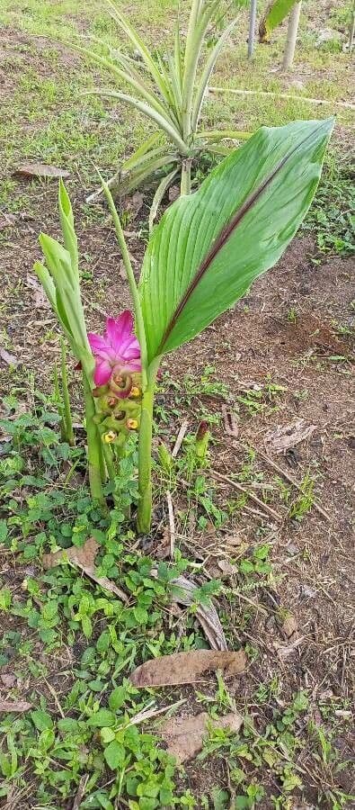 Curcuma zedoaria