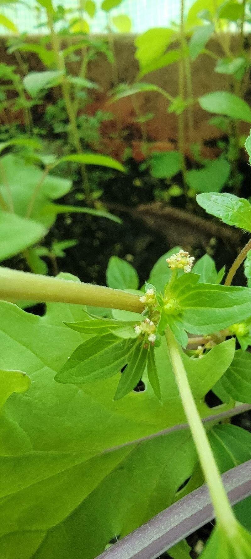 Acalypha virginica