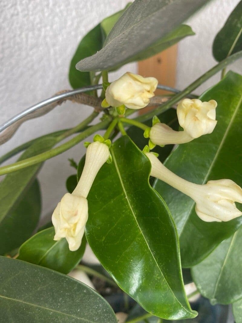 Jasminum grandiflorum