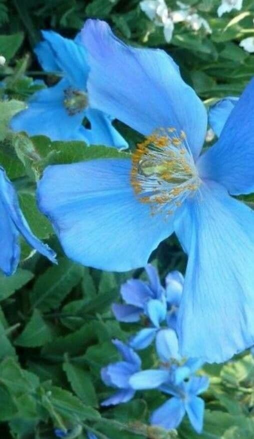 Meconopsis grandis