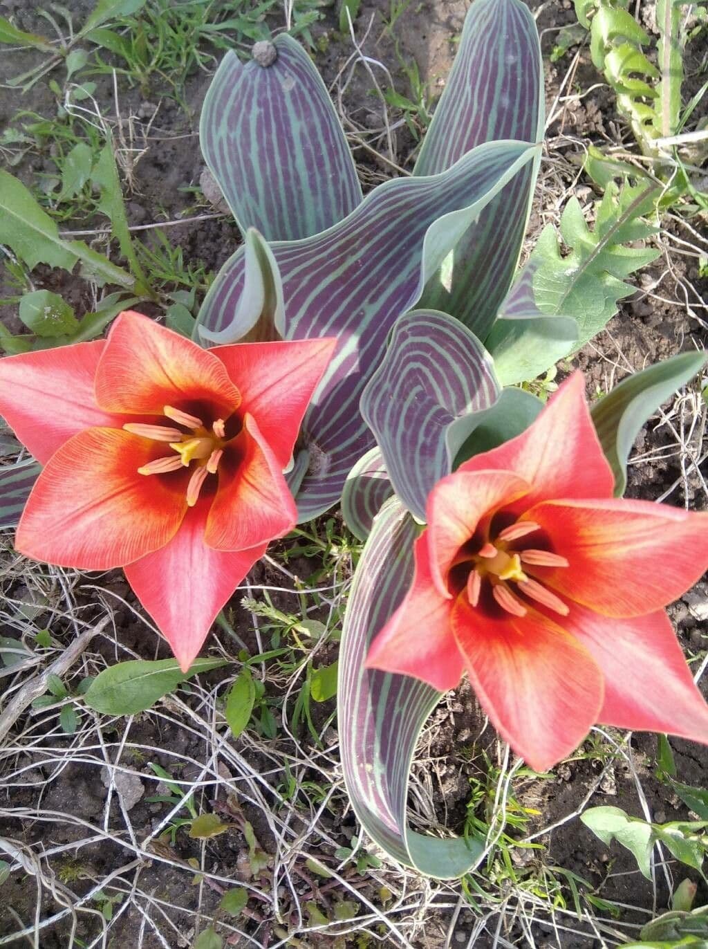 Tulipa kaufmanniana