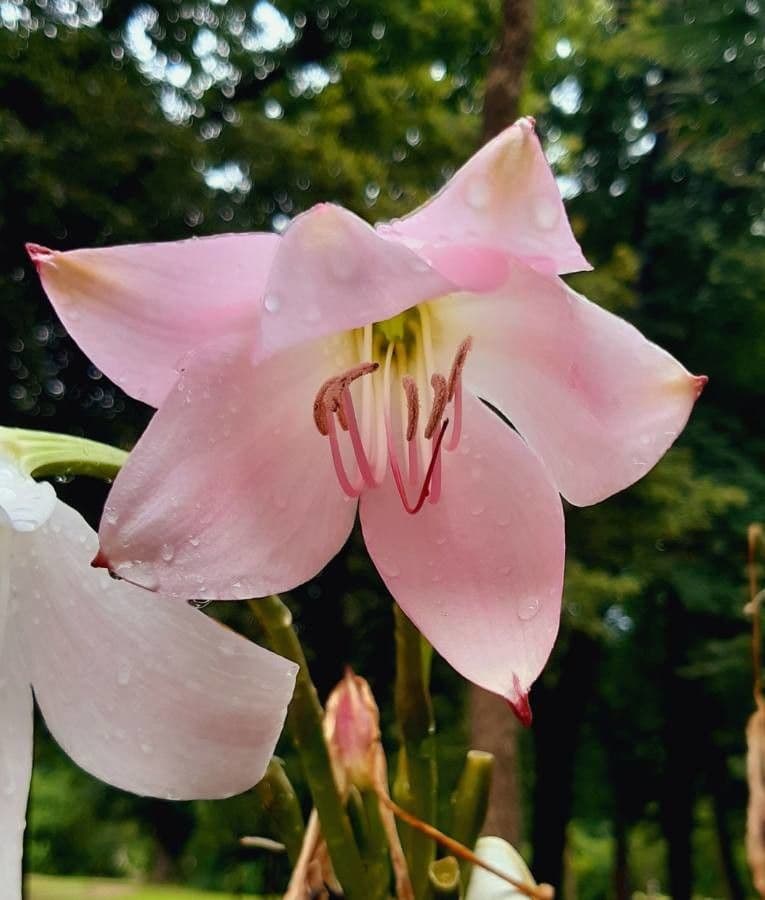 Crinum moorei